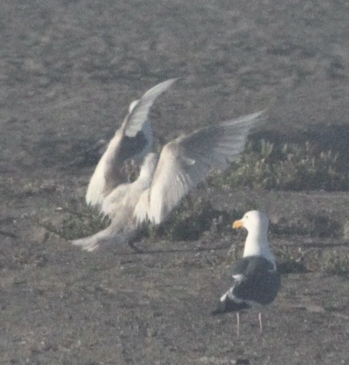 Goéland à ailes grises - ML620400937