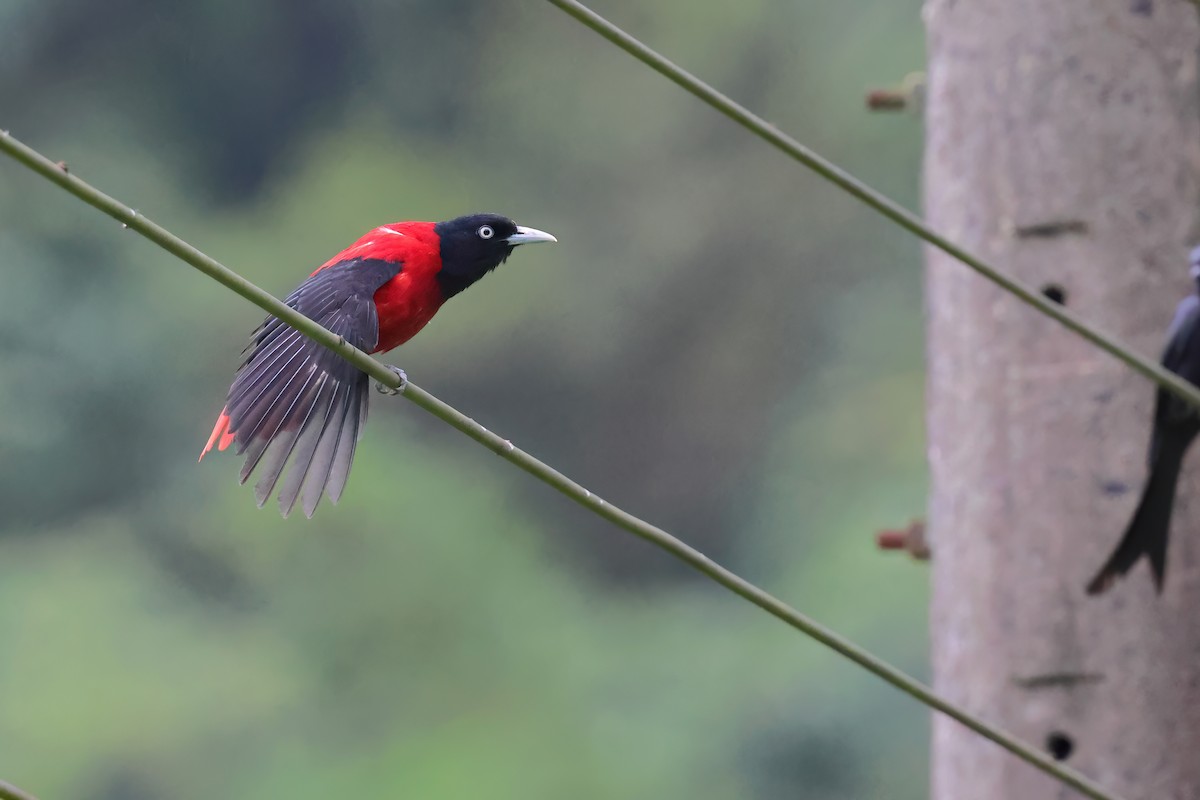 Maroon Oriole - ML620400946