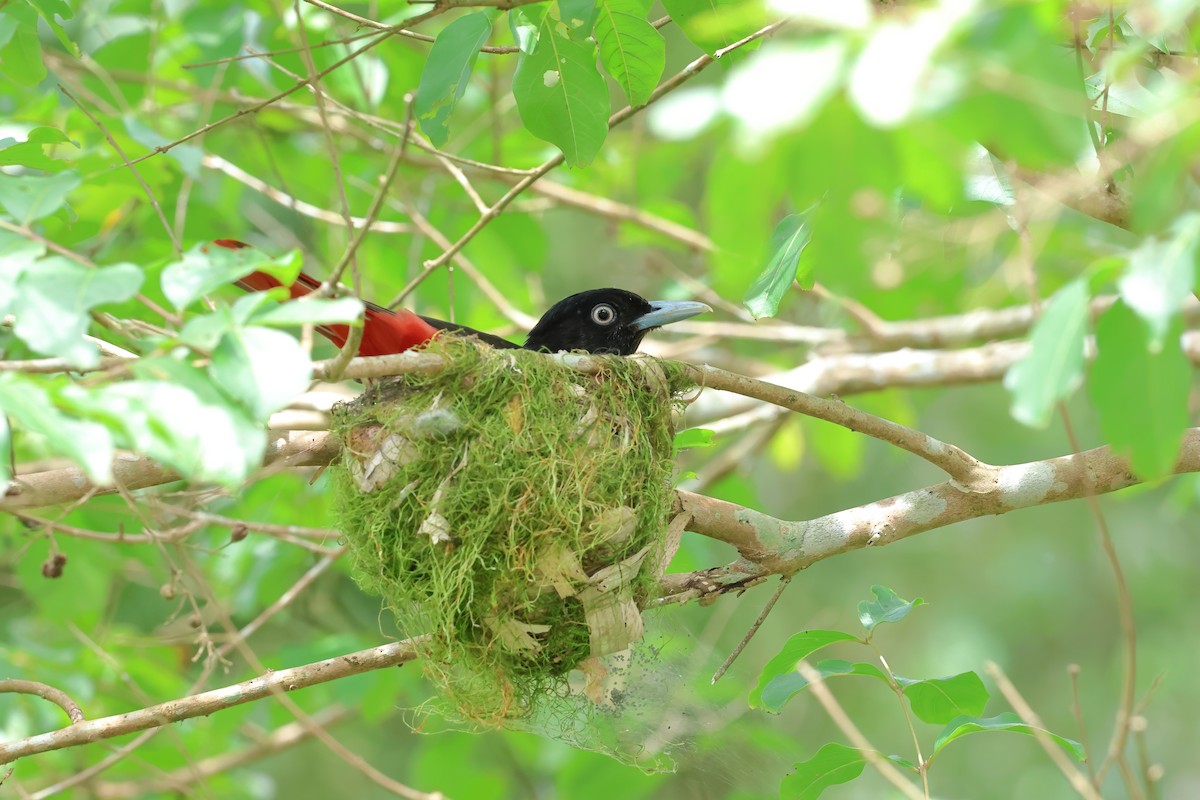 Maroon Oriole - ML620400947