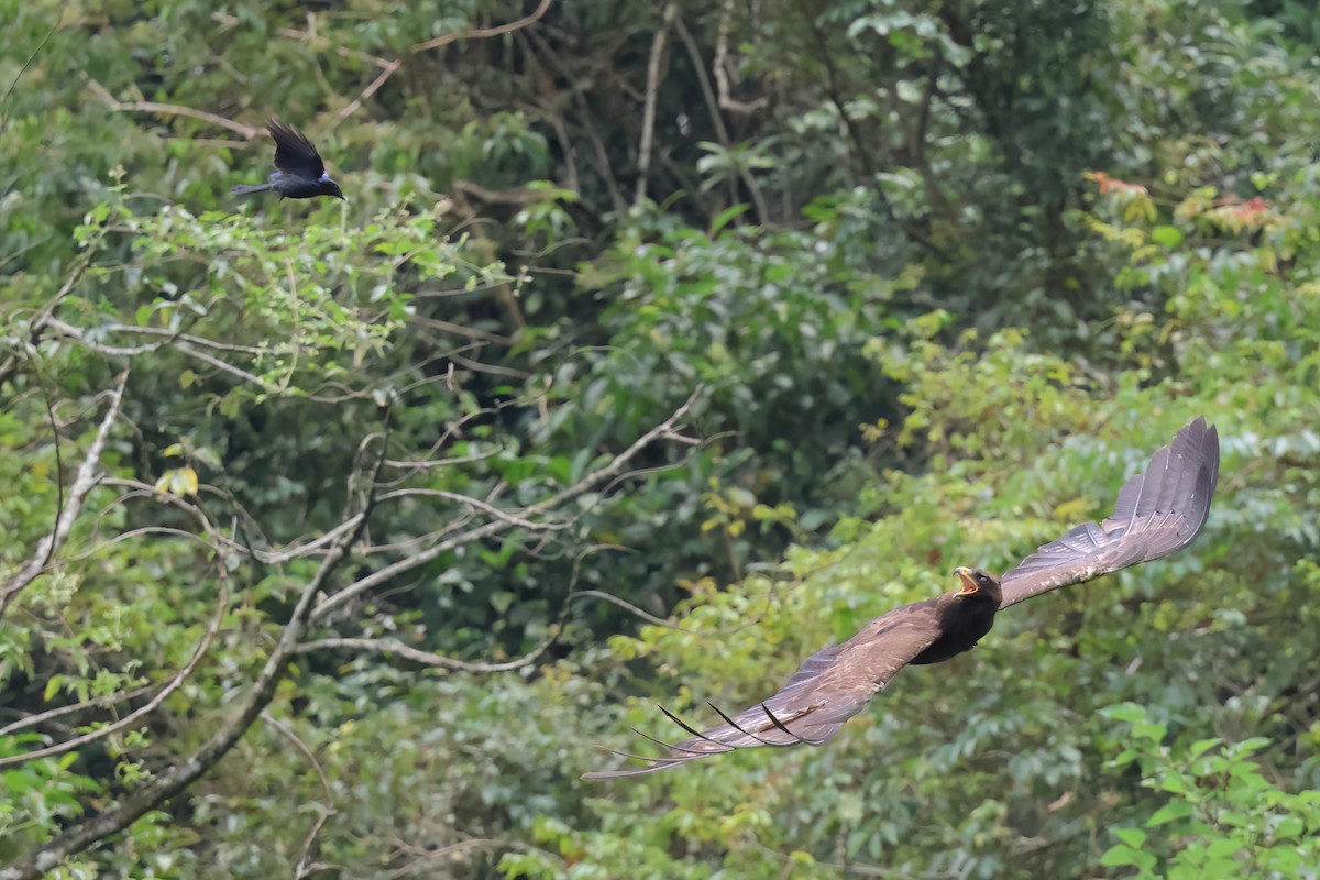 Águila Milana - ML620400951