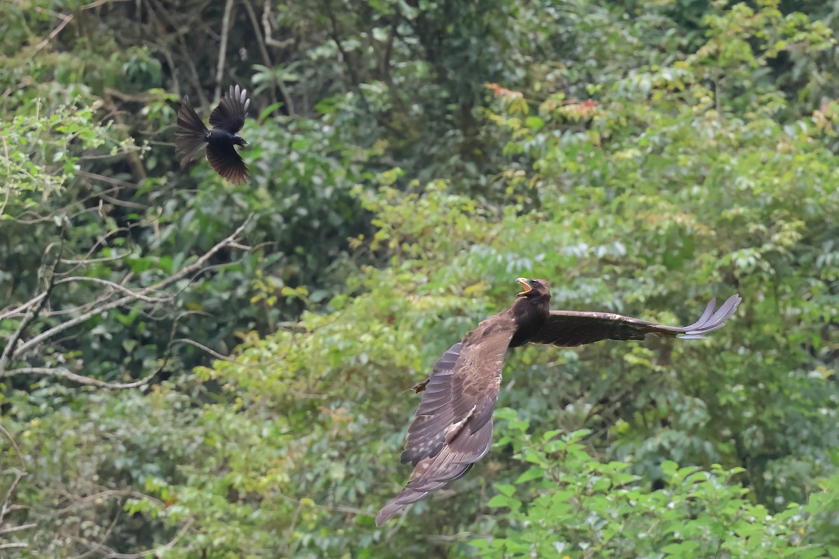 Águila Milana - ML620400952