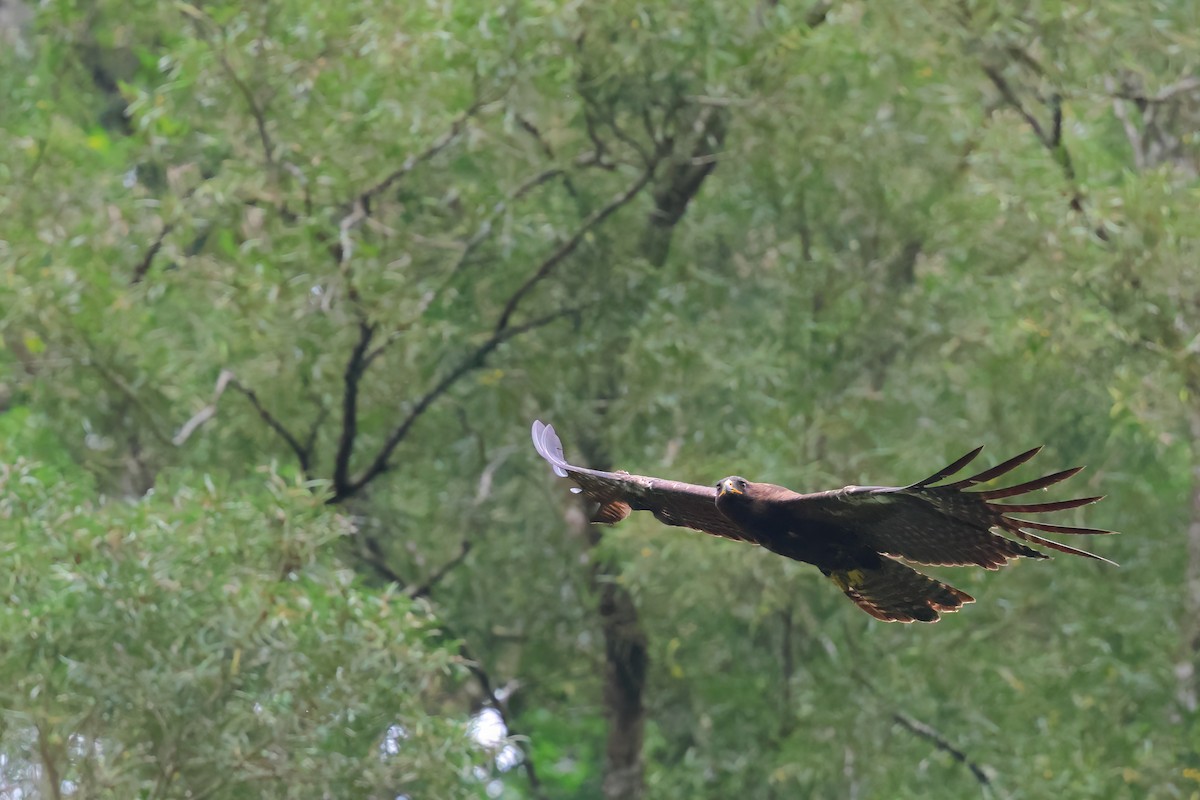 Águila Milana - ML620400953