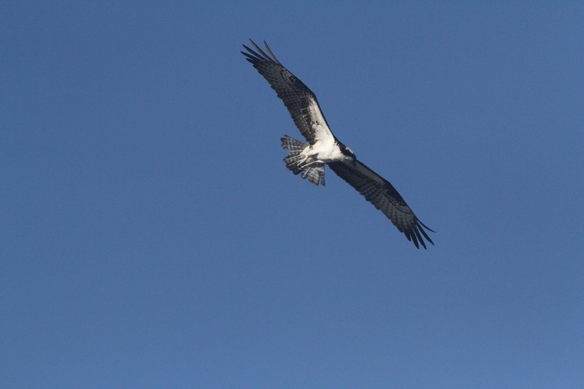 Águila Pescadora - ML620400954