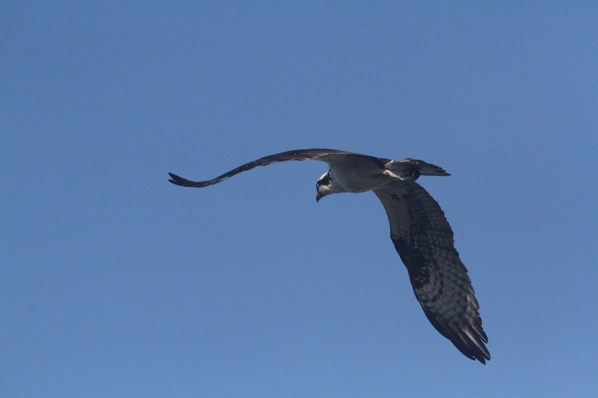 Balbuzard pêcheur - ML620400955