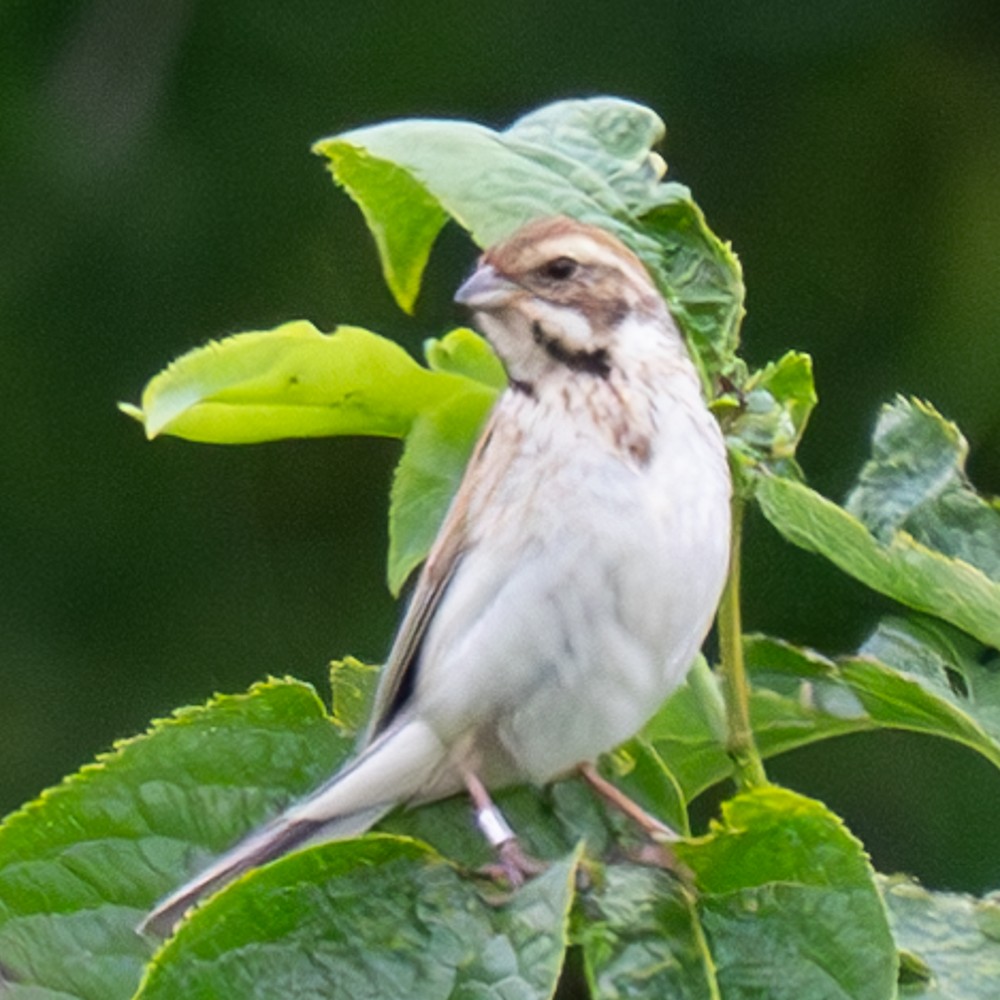 Reed Bunting - MASATO TAKAHASHI