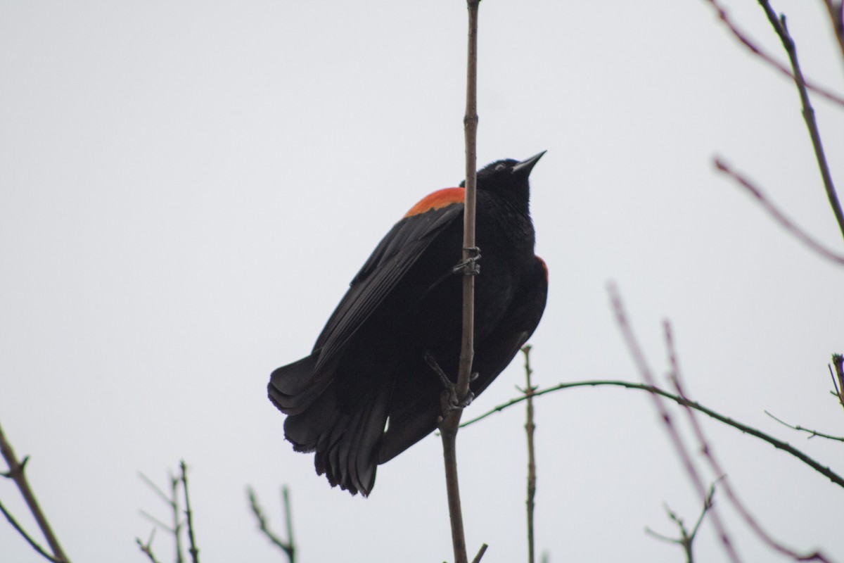 Red-winged Blackbird - ML620400975