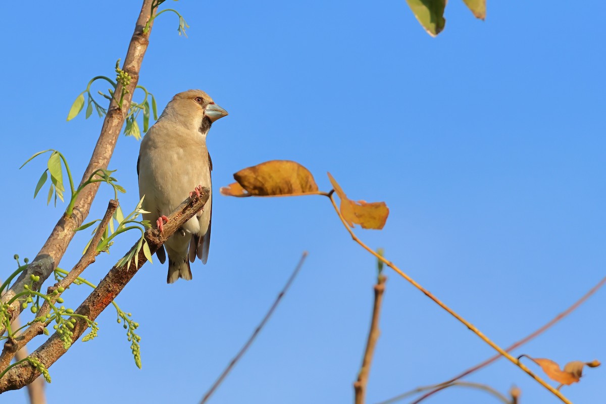 Hawfinch - ML620400987