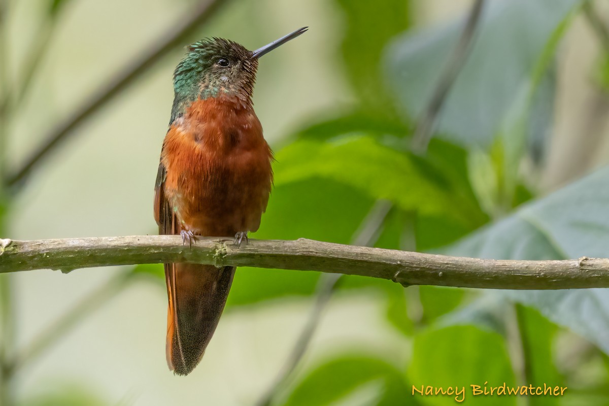 kolibřík peruánský - ML620401001