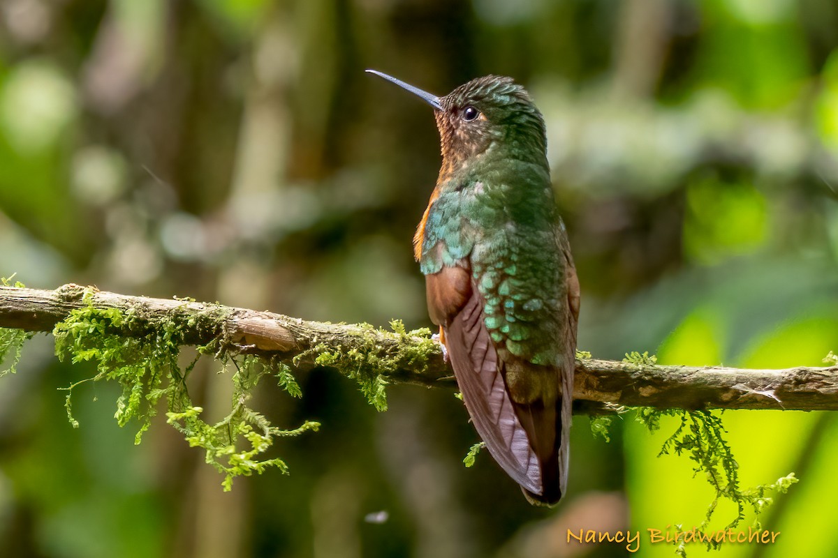 kolibřík peruánský - ML620401002