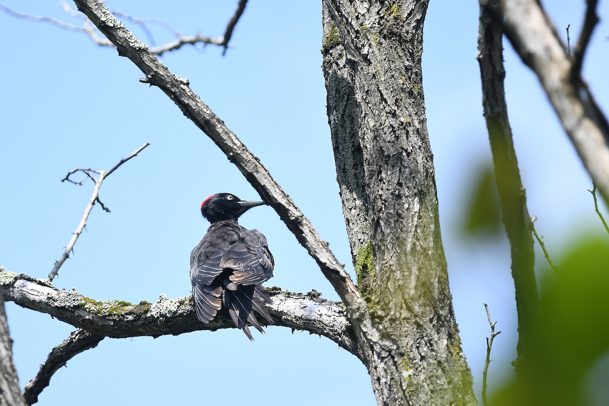 Black Woodpecker - ML620401015