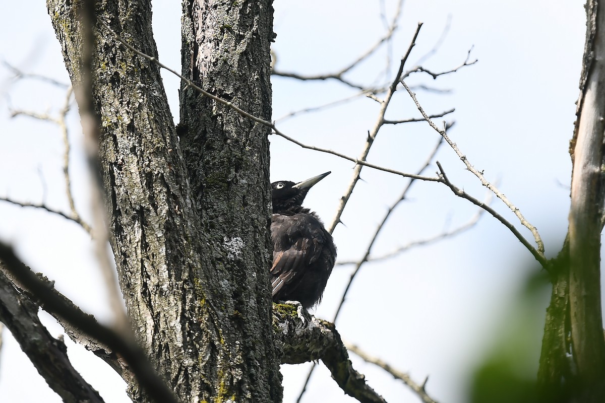 Black Woodpecker - ML620401016