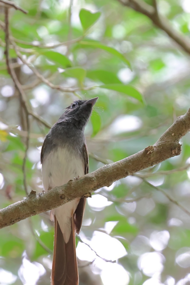 Black Paradise-Flycatcher - ML620401025