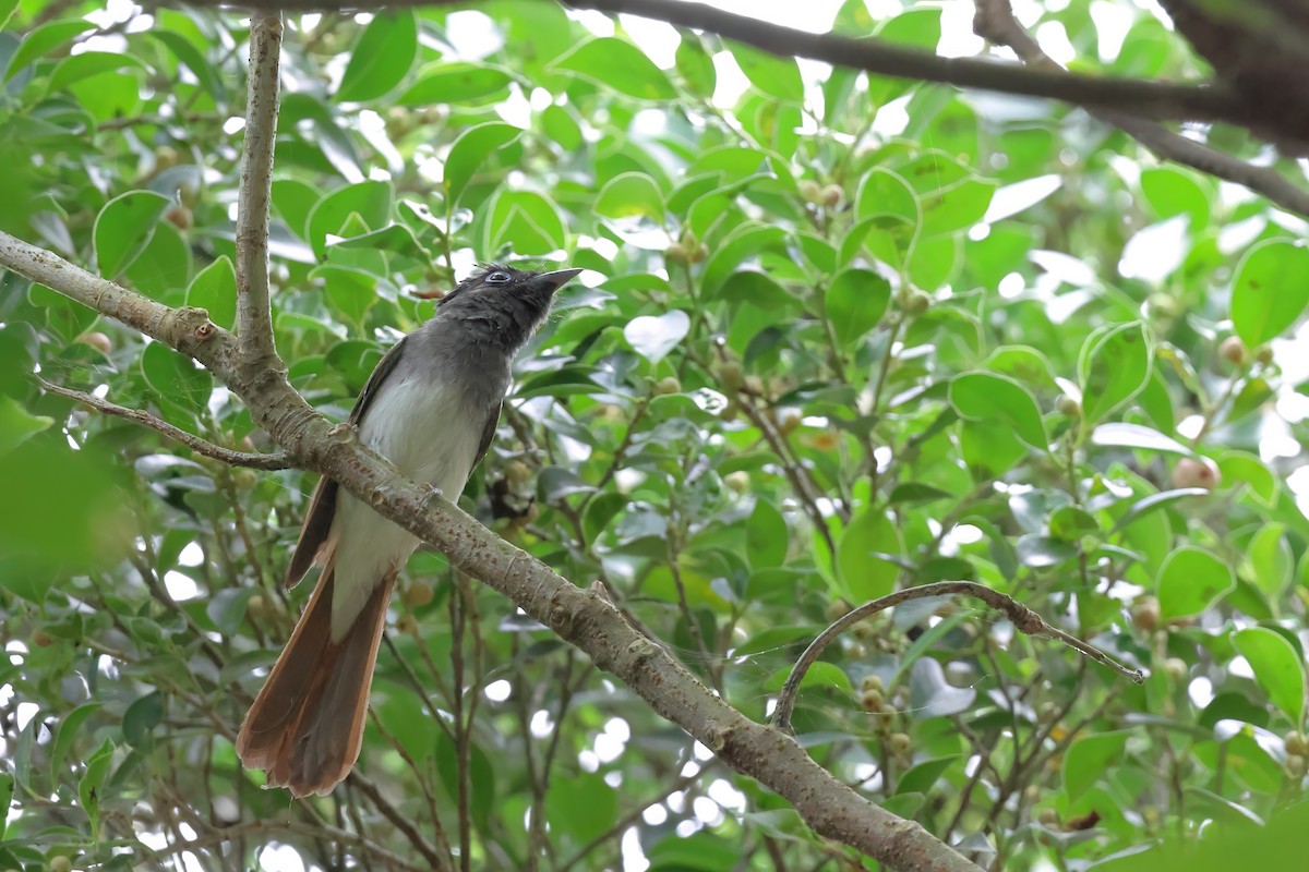 Black Paradise-Flycatcher - ML620401035