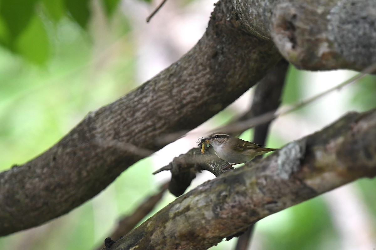 Sakhalin Leaf Warbler - ML620401042