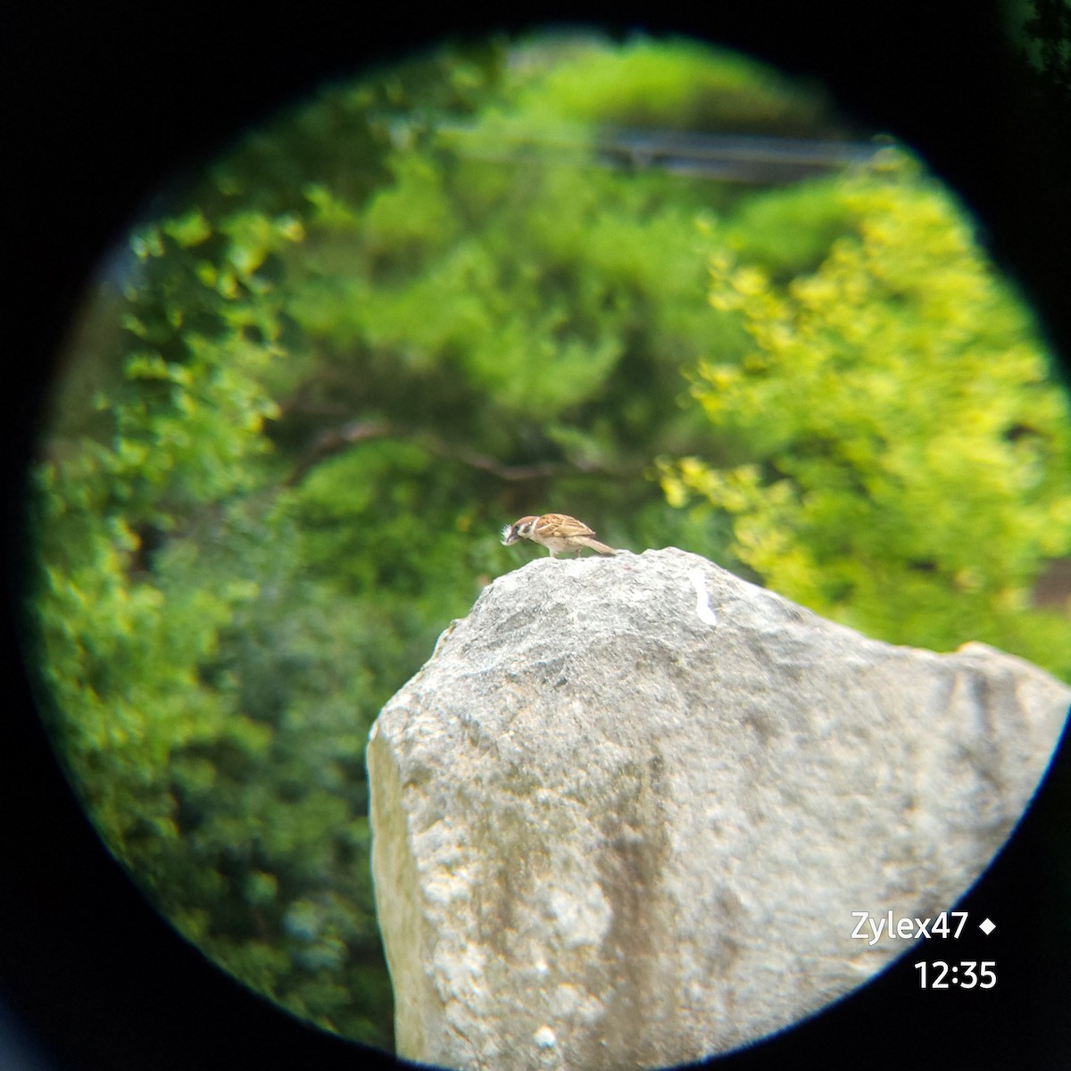 Eurasian Tree Sparrow - ML620401054