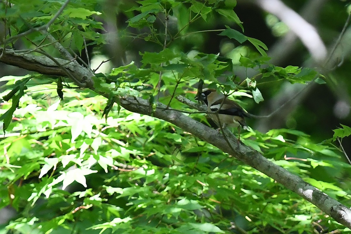 Hawfinch - ML620401056