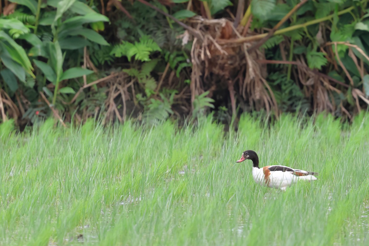 Common Shelduck - ML620401059