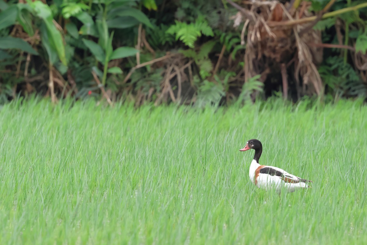 Common Shelduck - ML620401061