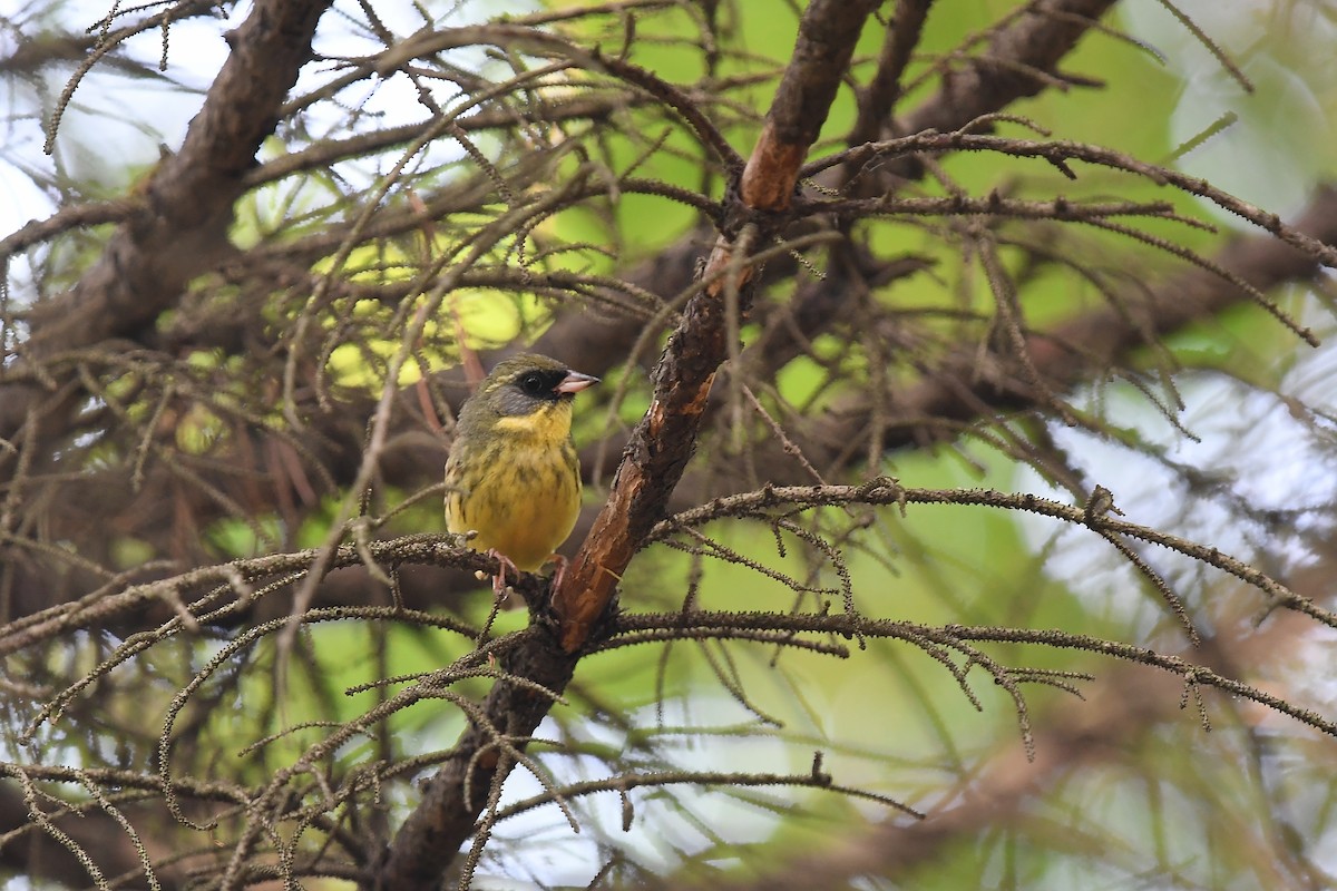 Masked Bunting - ML620401069