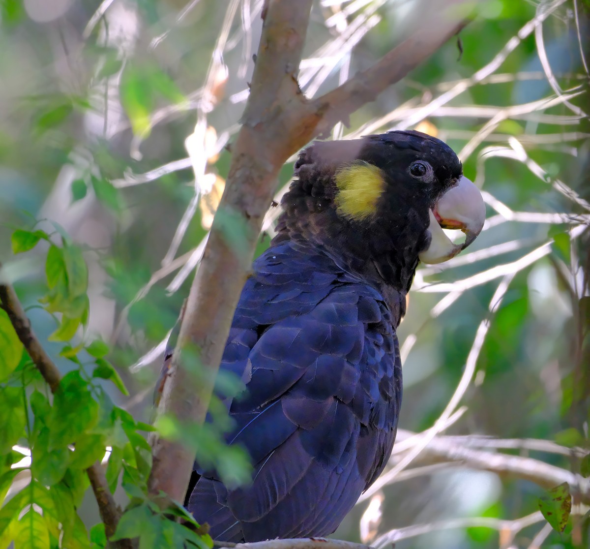 Yellow-tailed Black-Cockatoo - ML620401084