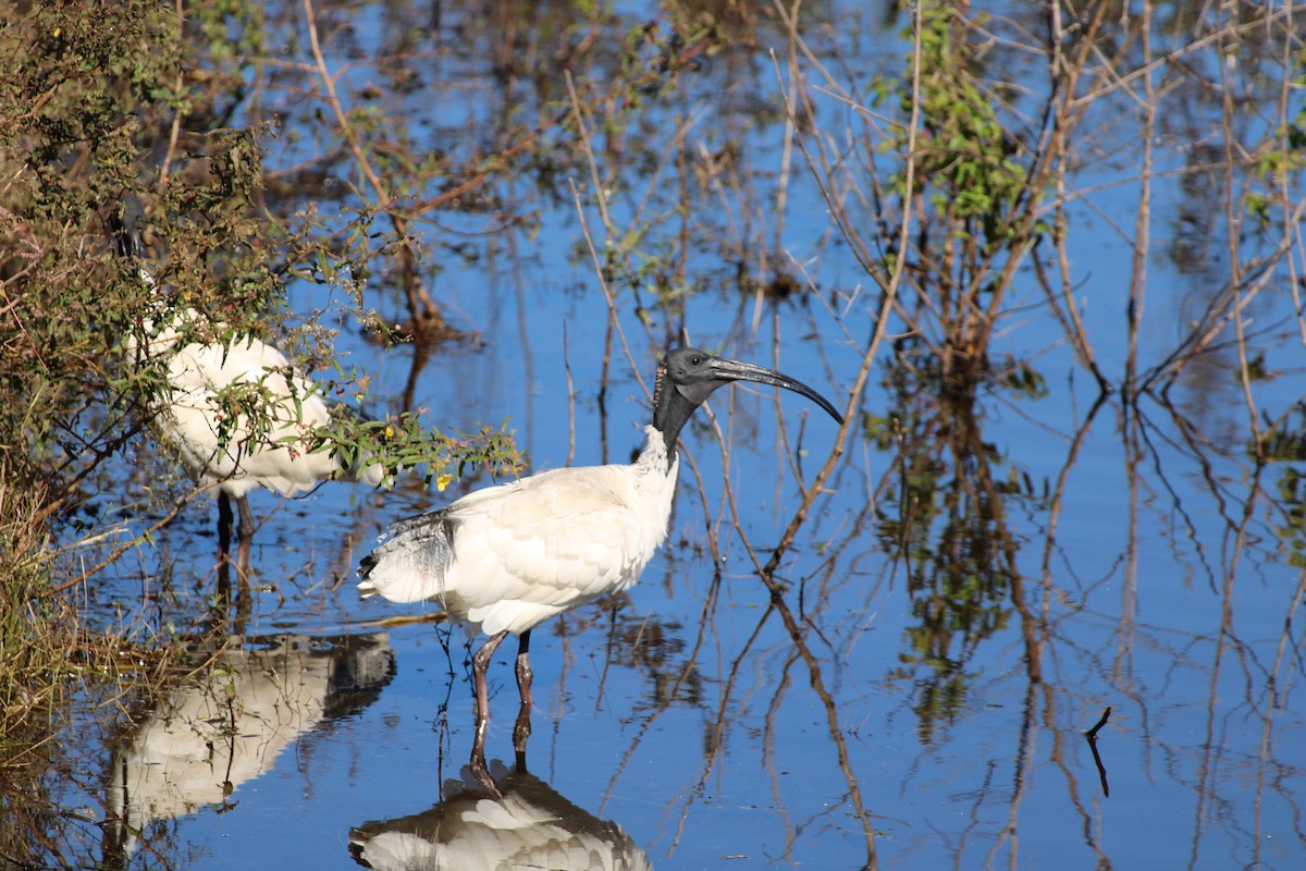 Australian Ibis - ML620401096