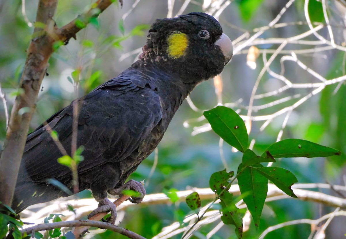 Yellow-tailed Black-Cockatoo - ML620401101
