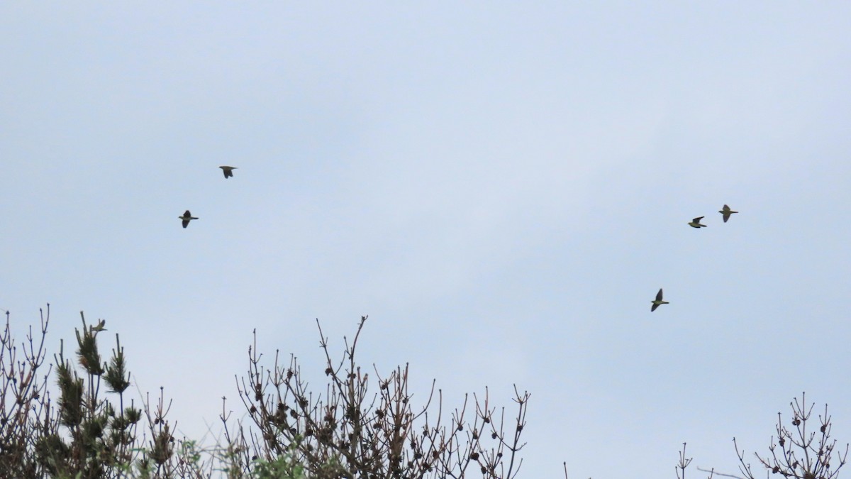 White-bellied Green-Pigeon - ML620401109