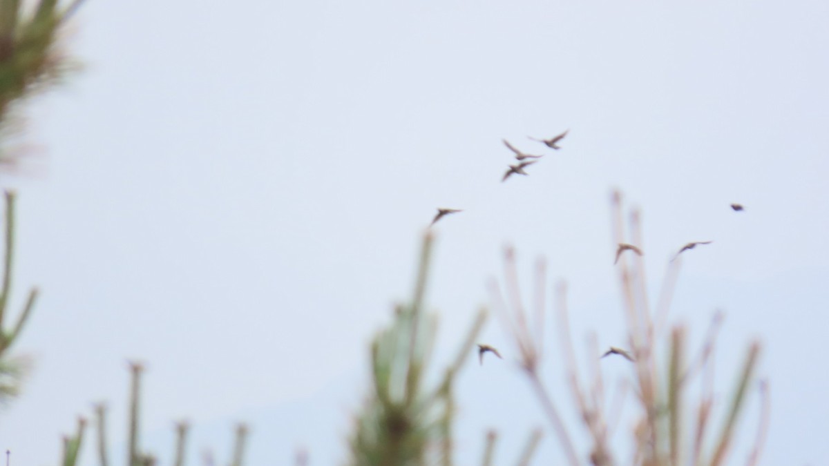 White-bellied Green-Pigeon - ML620401111