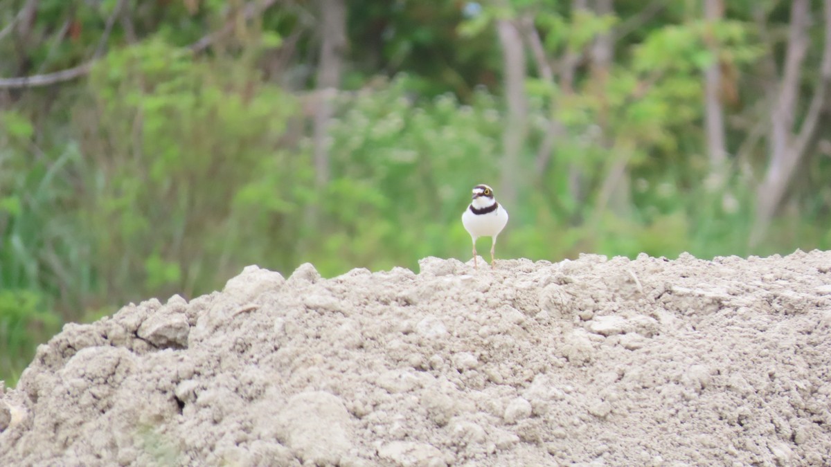 Little Ringed Plover - ML620401121