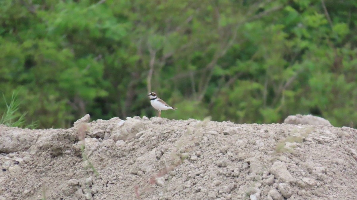 Little Ringed Plover - ML620401122