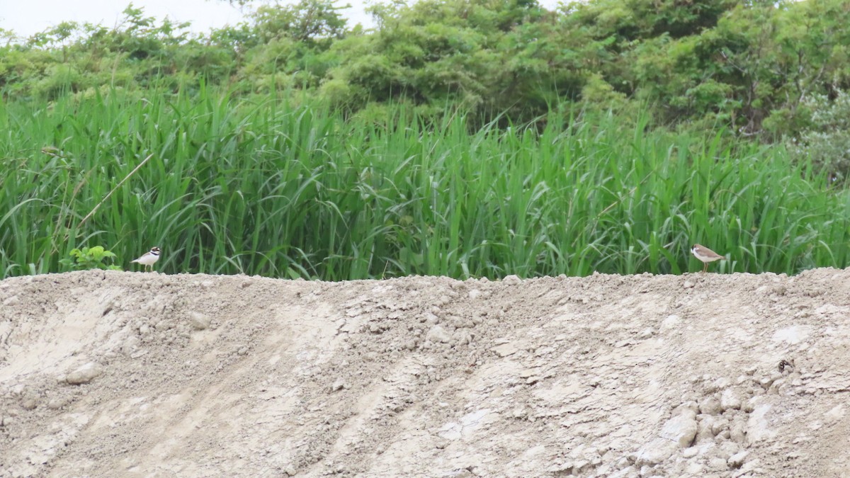 Little Ringed Plover - ML620401124