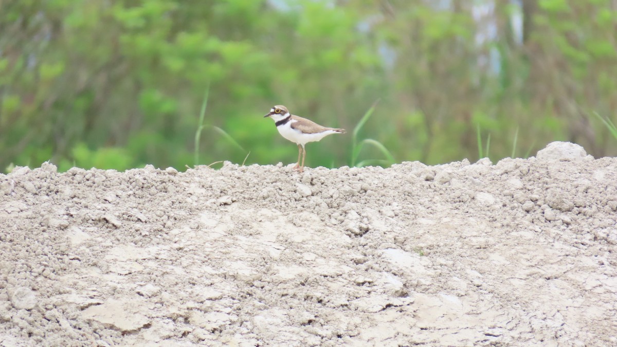 Little Ringed Plover - ML620401128