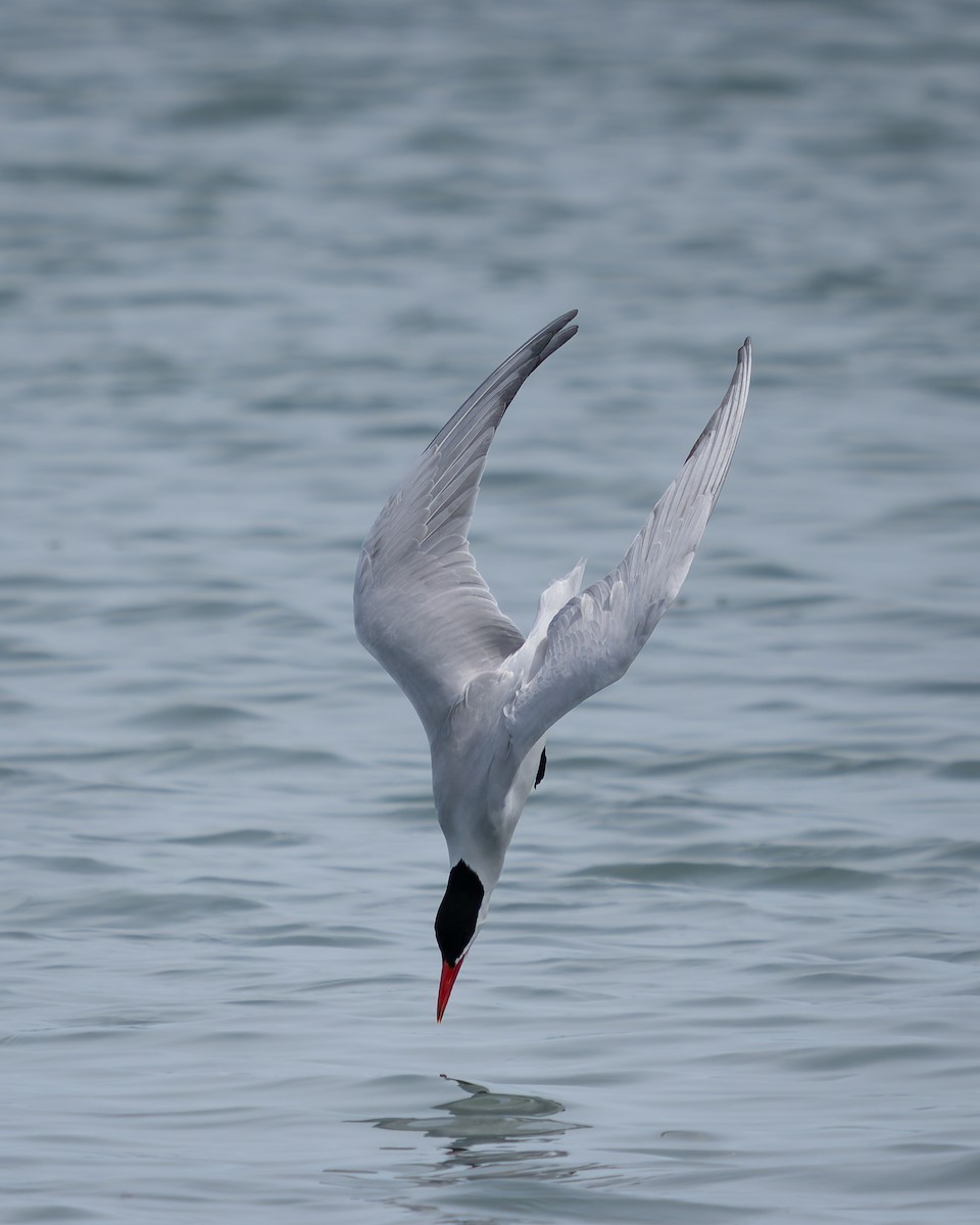 Caspian Tern - ML620401134