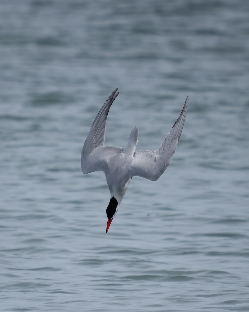 Caspian Tern - ML620401135