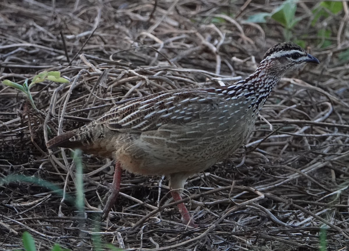 Crested Francolin - ML620401137