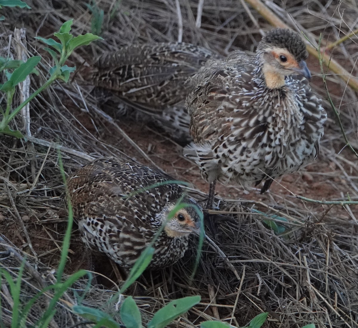 Francolin à cou jaune - ML620401141