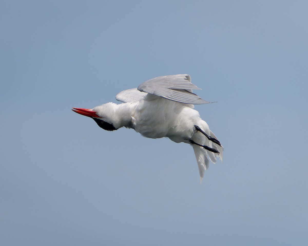 Caspian Tern - ML620401143