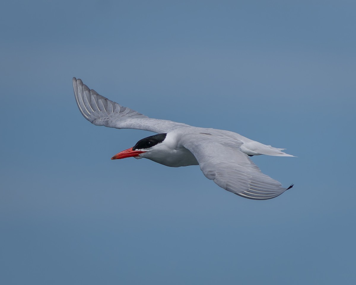 Caspian Tern - ML620401144