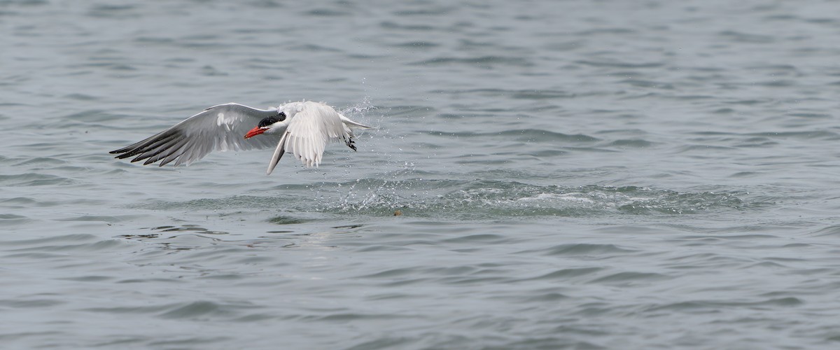 Caspian Tern - ML620401145