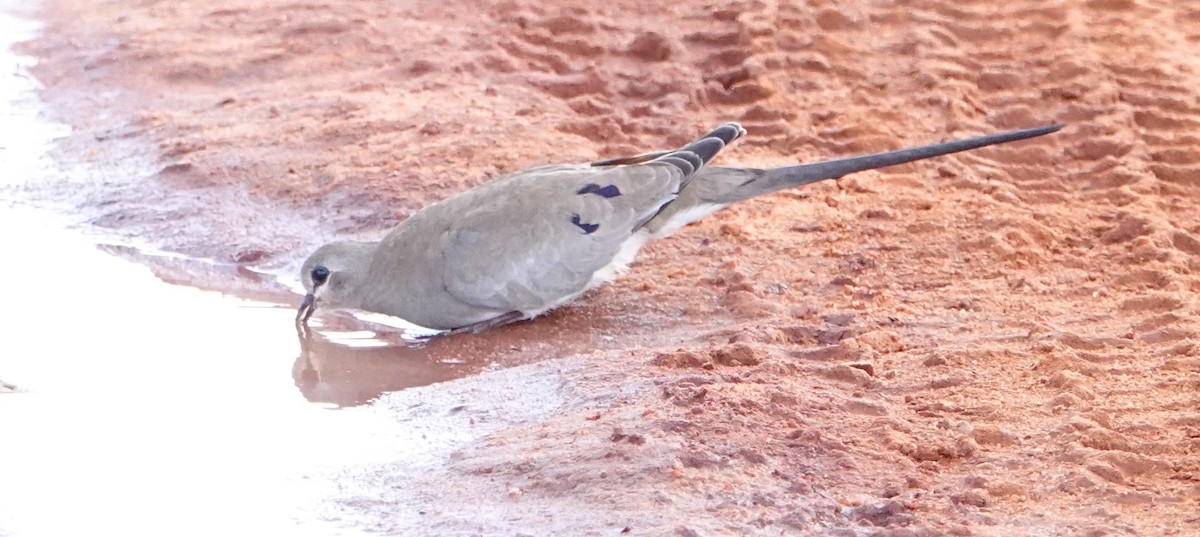 Emerald-spotted Wood-Dove - ML620401171