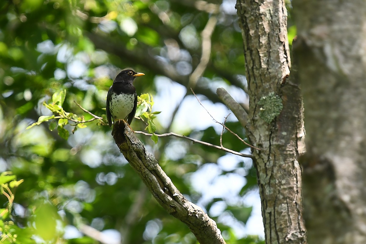 Japanese Thrush - ML620401187