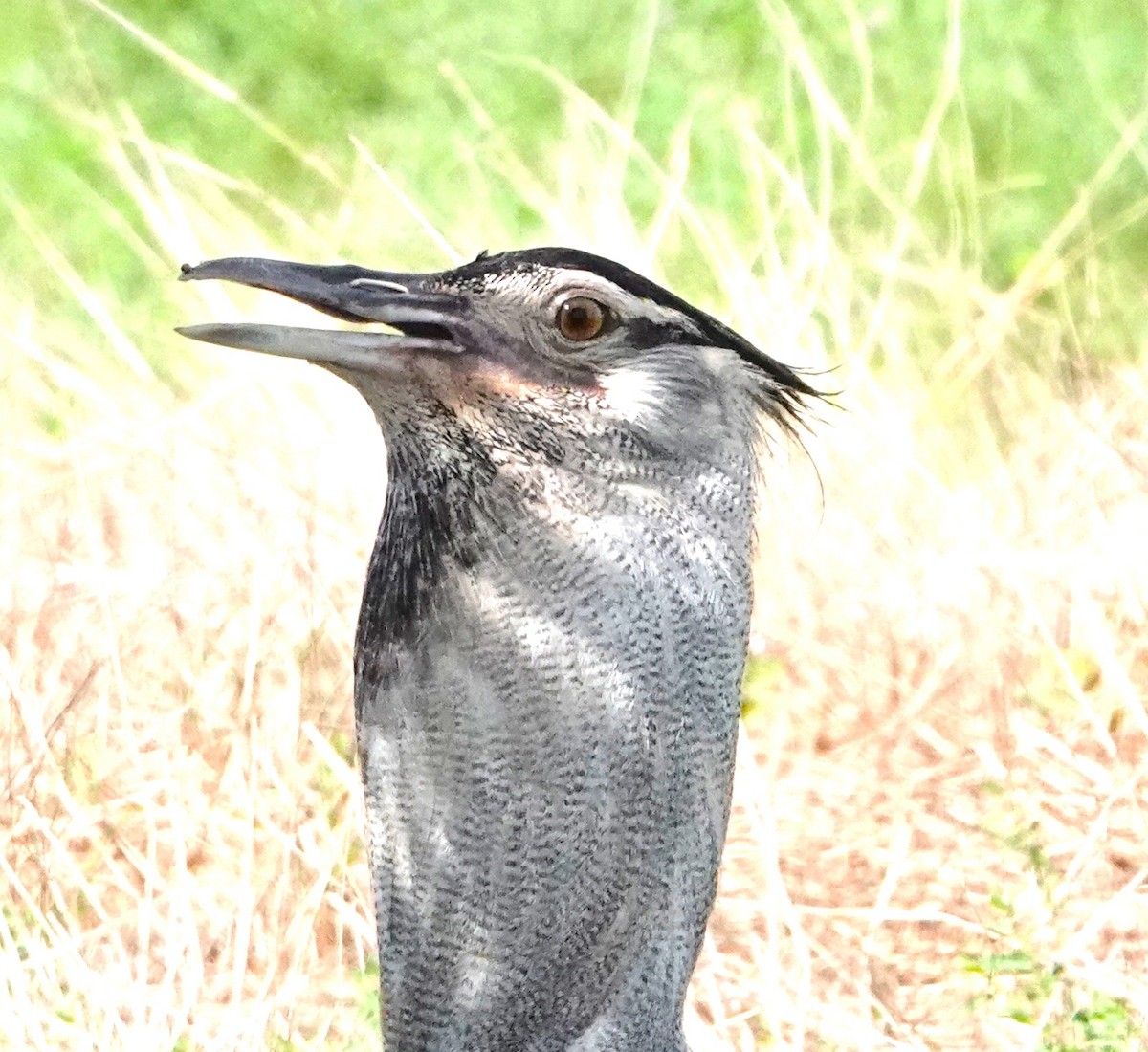 Kori Bustard - Rich Wilkens