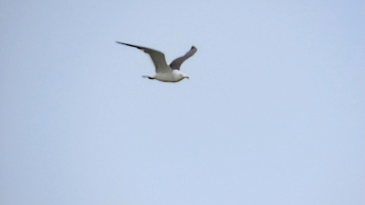 Black-tailed Gull - ML620401194