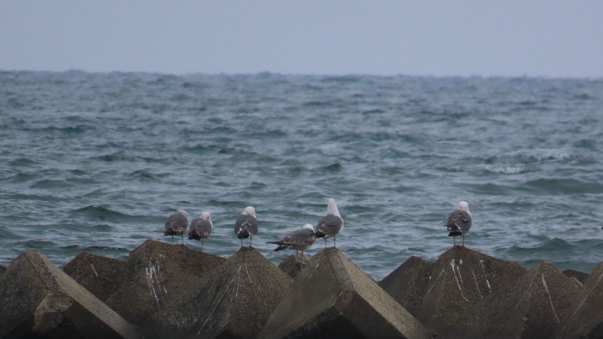 Black-tailed Gull - ML620401205