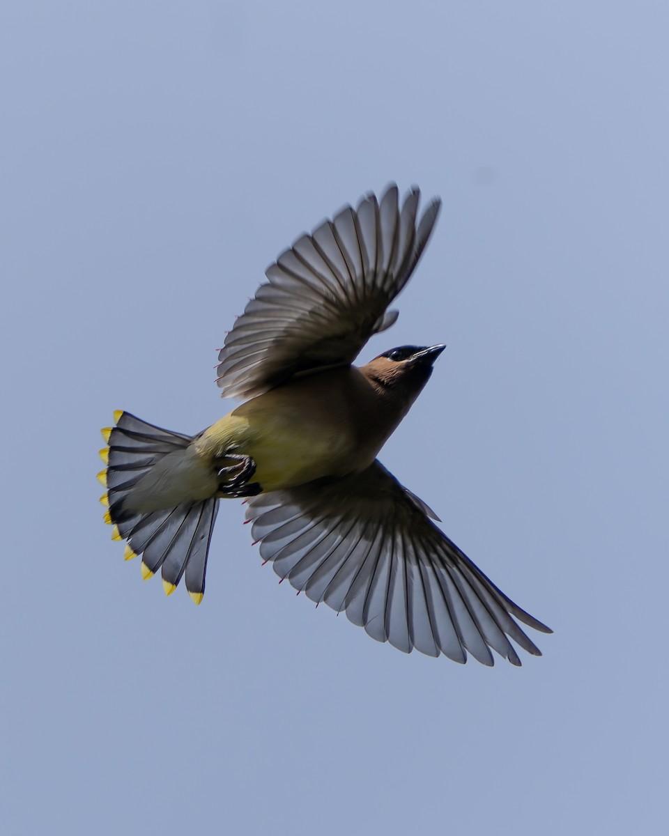 Cedar Waxwing - ML620401210