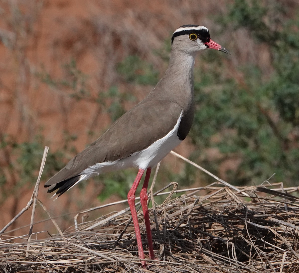 Crowned Lapwing - ML620401218