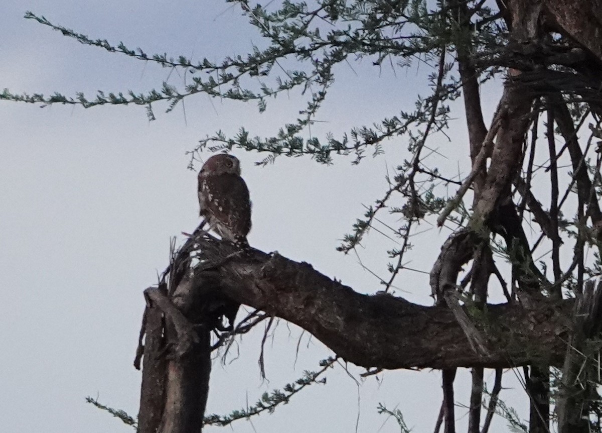 Pearl-spotted Owlet - ML620401220