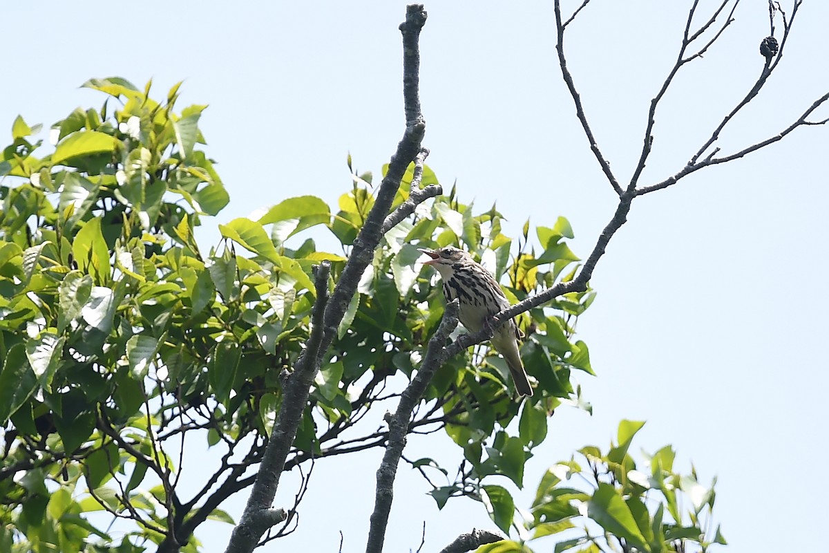 Olive-backed Pipit - ML620401222