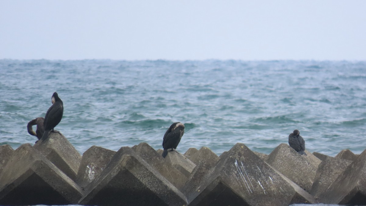 Cormorán Japonés - ML620401225