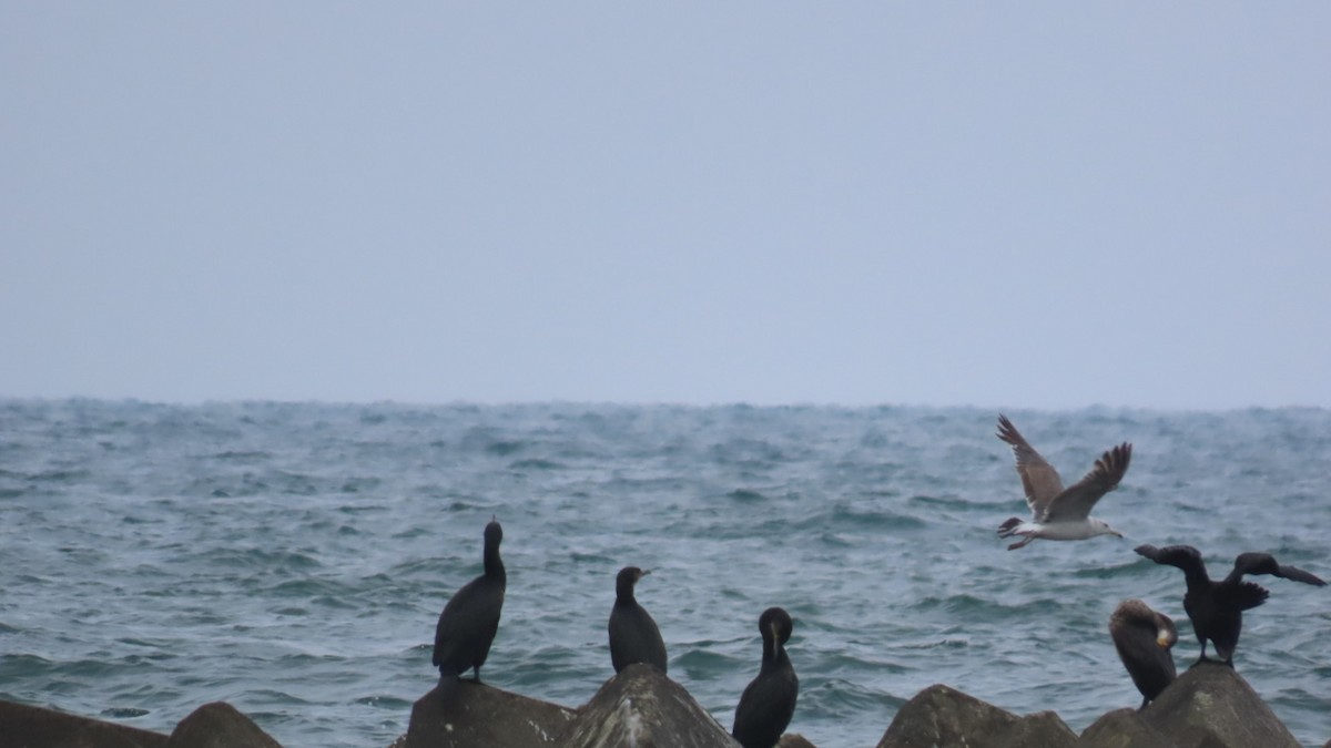 Cormorán Japonés - ML620401226